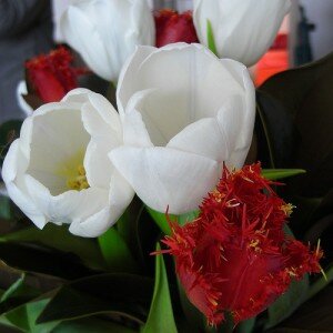 tulipani-pollobarca2