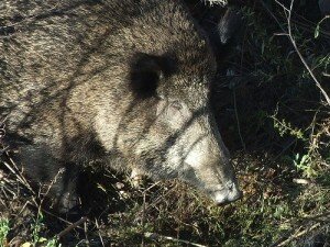 cinghiale-fabrizio-binello