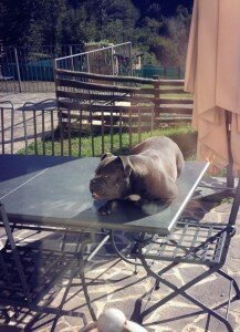 DogsObsession