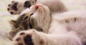Come evitare che un gatto graffi i mobili
