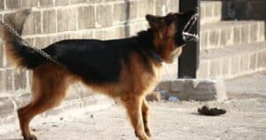 cane abbaia