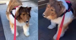 "In Giappone: dopo aver speso più di 14.000 dollari per diventare un cane, realizza il suo sogno di essere portato a passeggio al guinzaglio."