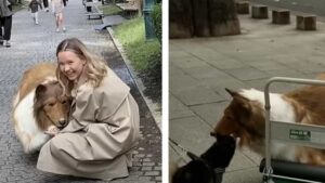 giapponese ha speso 14.000 euro per diventare un cane