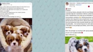 False annunci di adozione di animali domestici