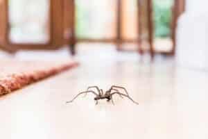 I ragni in casa tua