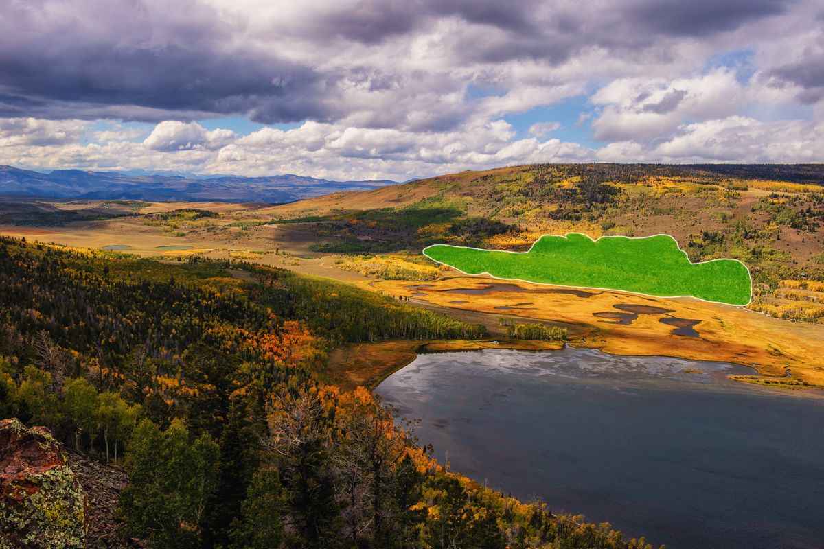 Pando : un gigante della natura 17 volte più antico delle Piramidi