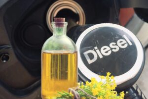 Olio di colza