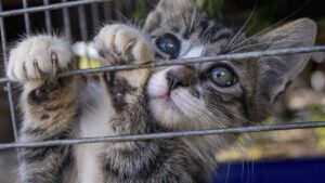 300 gatti al mese in zuppa