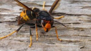 Calabrone di dimensioni giganti e dal comportamento aggressivo