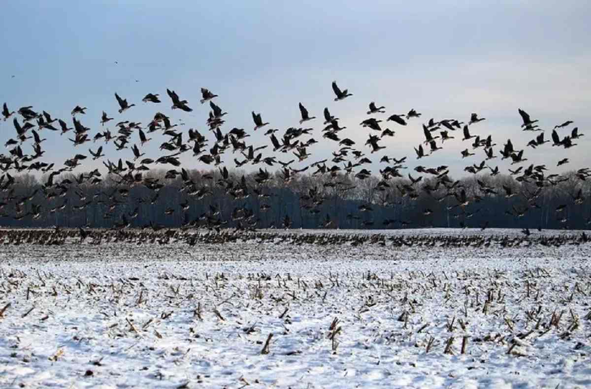 I superpoteri degli uccelli migratori finalmente spiegati dalla scienza