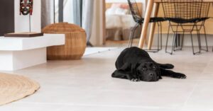 Segnalare che il vostro animale resta solo a casa