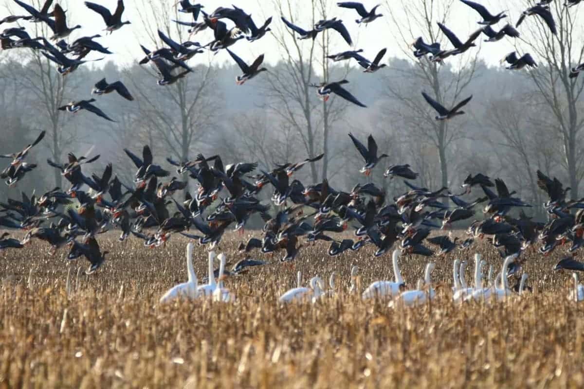 Uccelli migratori