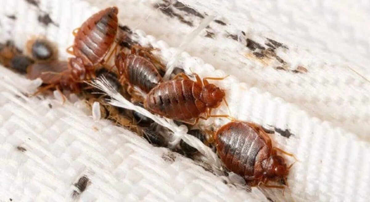 cimici dei letti