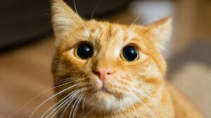 comportamento strano dei gatti rossi