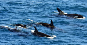 salmone morto sulla testa