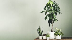 Meglio dell’albero di giada