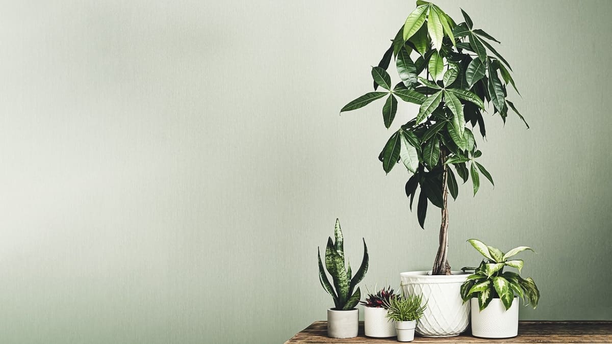 Meglio dell’albero di giada