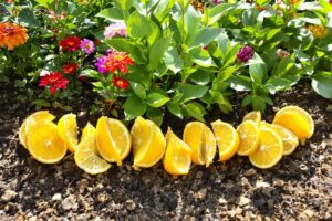 due frutti che spaventano i gatti dal tuo giardino