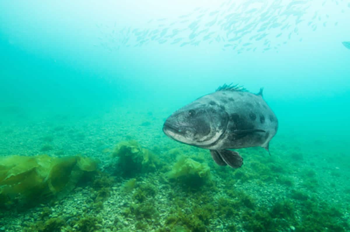 Un pesce gigante