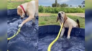 Questo cane gioca tranquillo in piscina