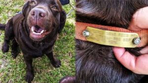 Danno da mangiare a un cane randagio