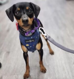 I soccorritori riconoscono un volto familiare