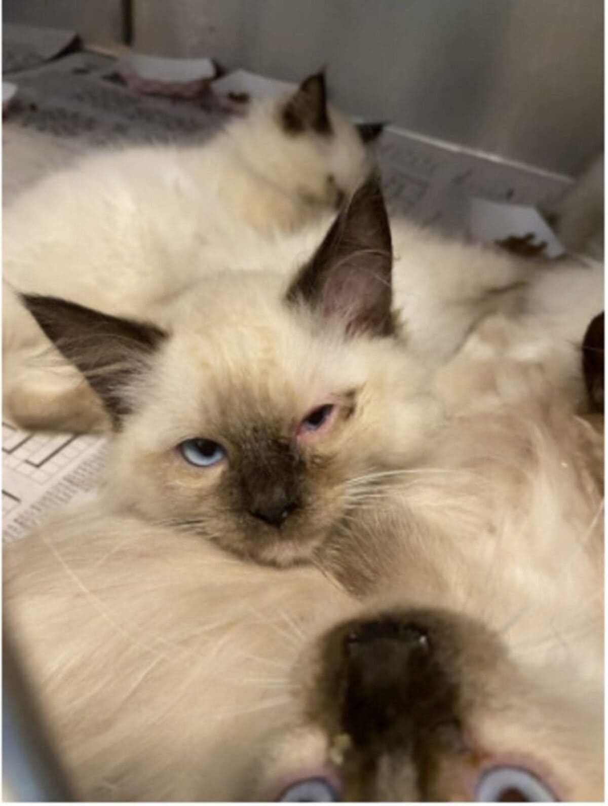 Allevamento di Ragdoll