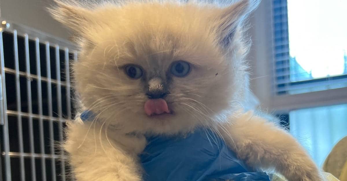 Quasi 100 gatti Ragdoll trovati in gravi condizioni