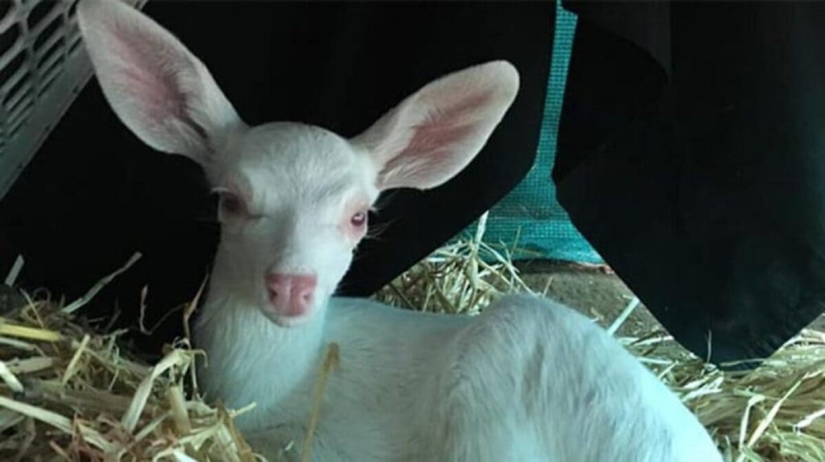 un animale molto diverso