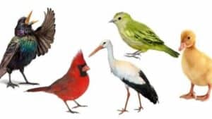 Quale uccello saresti disposto ad adottare ?