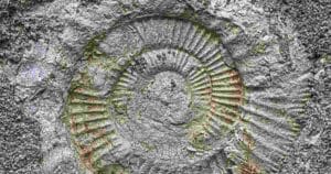 Il fossile di ragno più grande