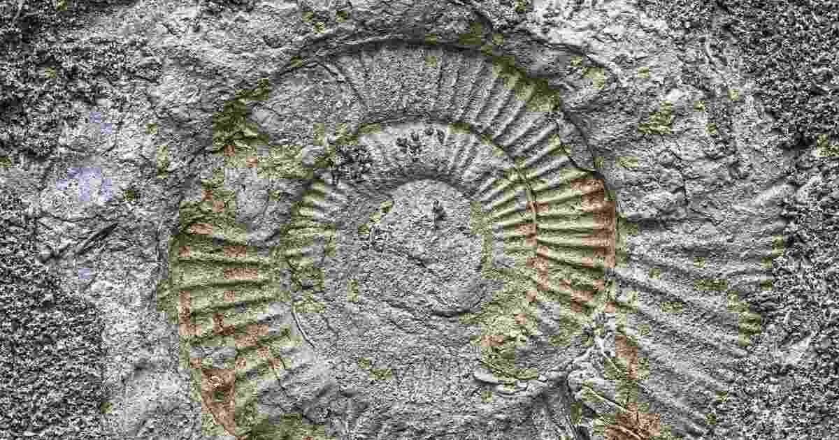 Il fossile di ragno più grande